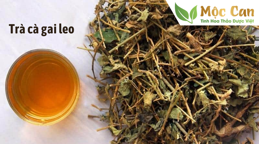 Cà gai leo là thảo dược gì? 3